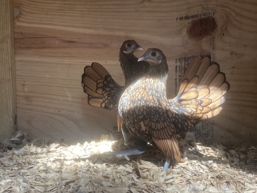 50+ Assorted Bantam Hatching Eggs—Exhibition Line
