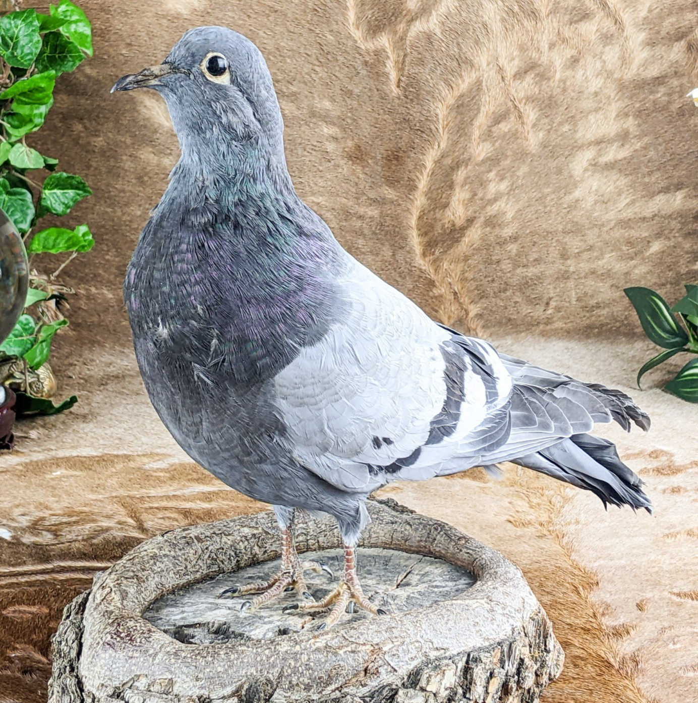 Rock Pigeon bird c livia dove collectible Taxidermy Oddity Curiosity decor gift