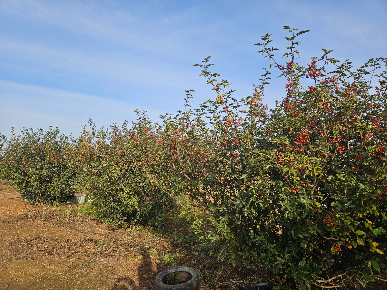 Sichuan Chinese pepper tree 花椒树苗