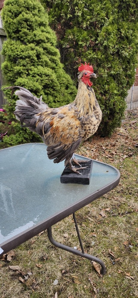 Standing Rooster Taxidermy