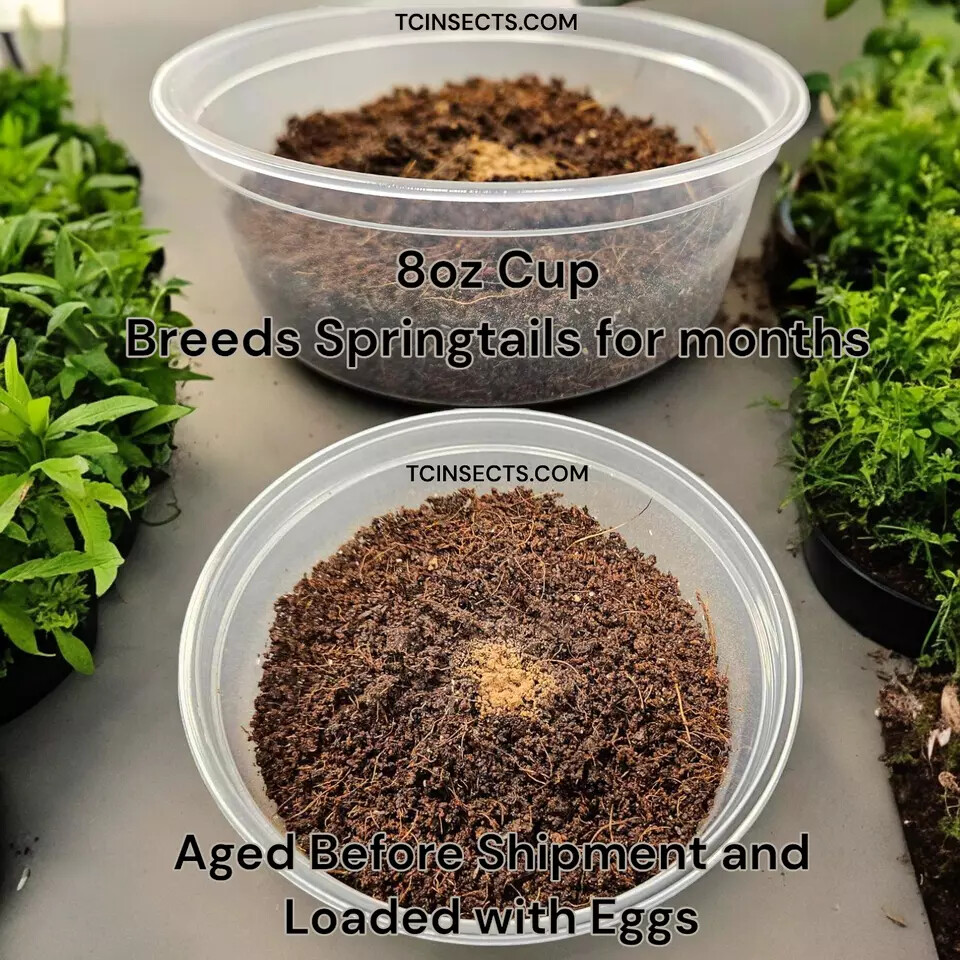 Combo Deal | 100+ Party Mix Isopods And 8oz Springtails | FREE SHIPPING!!