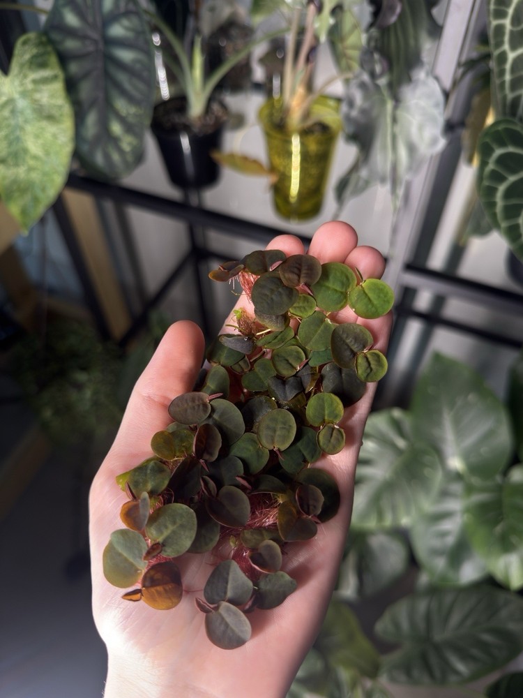 Red Root Floaters Live Floating Plants