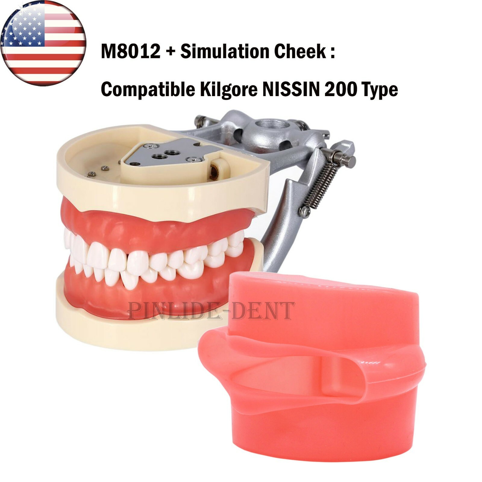 Kilgore NISSIN 200/500 Type Dental Typodont Model With Screw-in Removable Teeth
