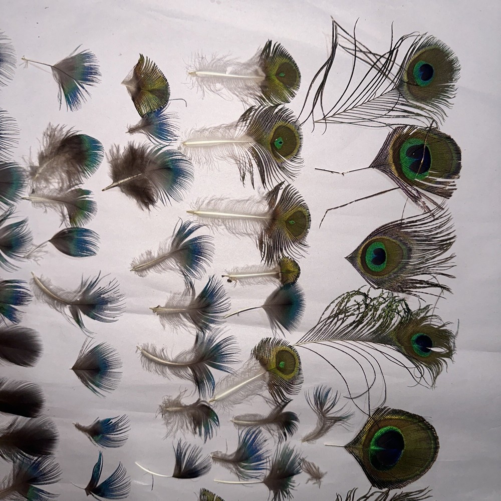 80 pc peacock feathers lot ref #2206