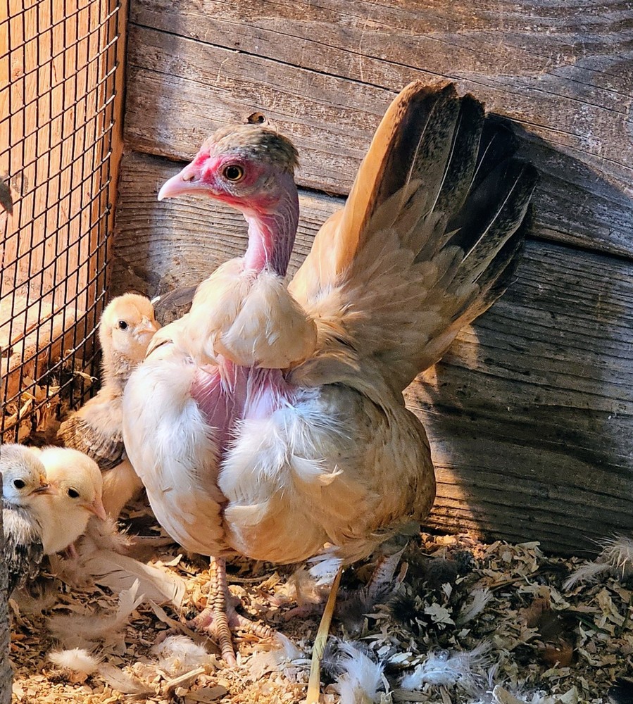 Kikiriki/Serama Mixed Hatching Eggs 12++