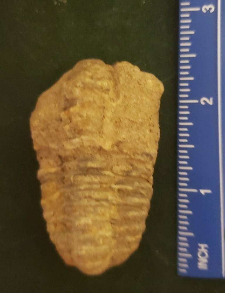Trilobite Fossil