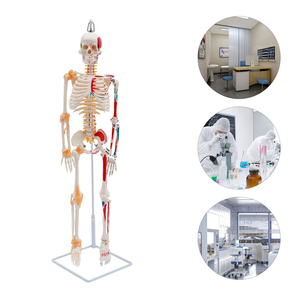 Human Skeleton Model, 34" Half Life Size Skeleton Model with Spinal Nerves