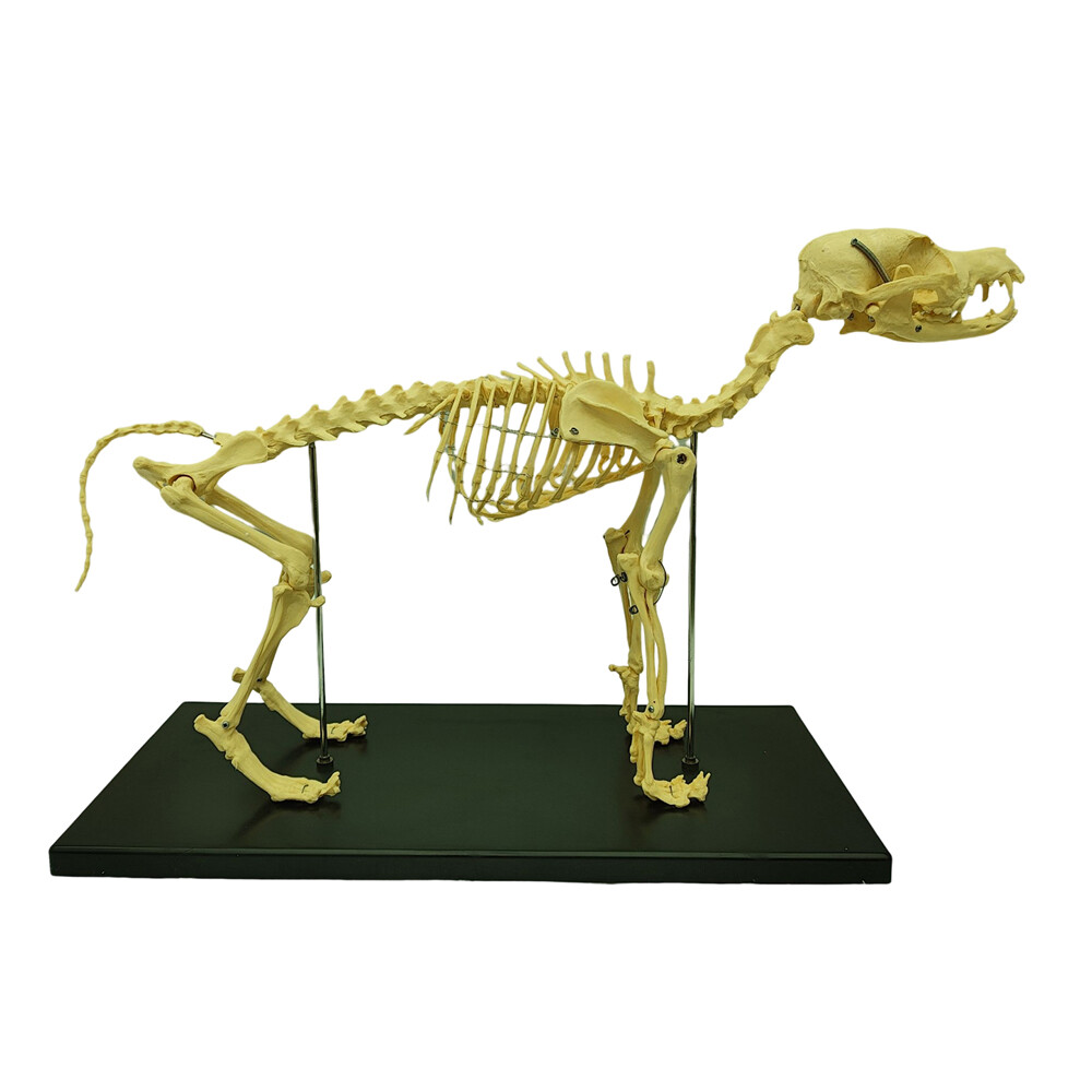 Canine Skeleton model Standard Size Dog Display Lab Study Veterinary Teaching