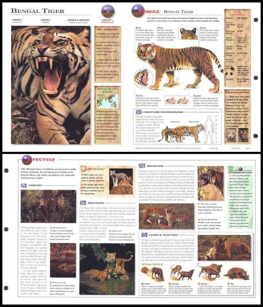 Fold-Out Sheet - Bengal Tiger - 1