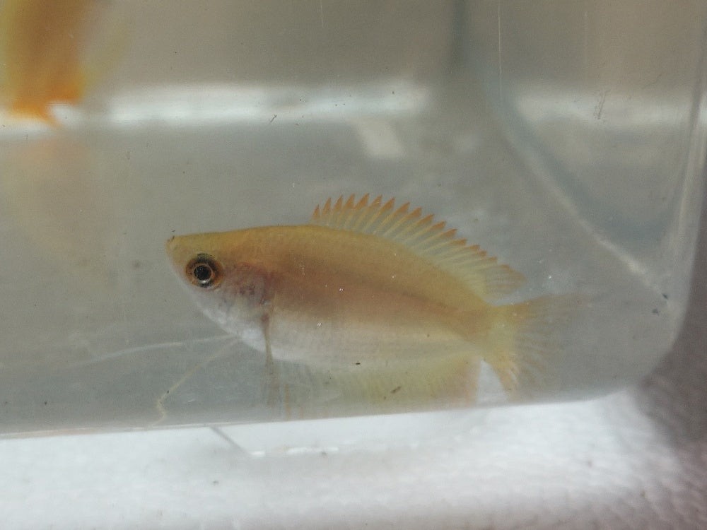 CUTE GOLD HONEY GOURAMI UNSEXED 1" (Trichogaster chuna)
