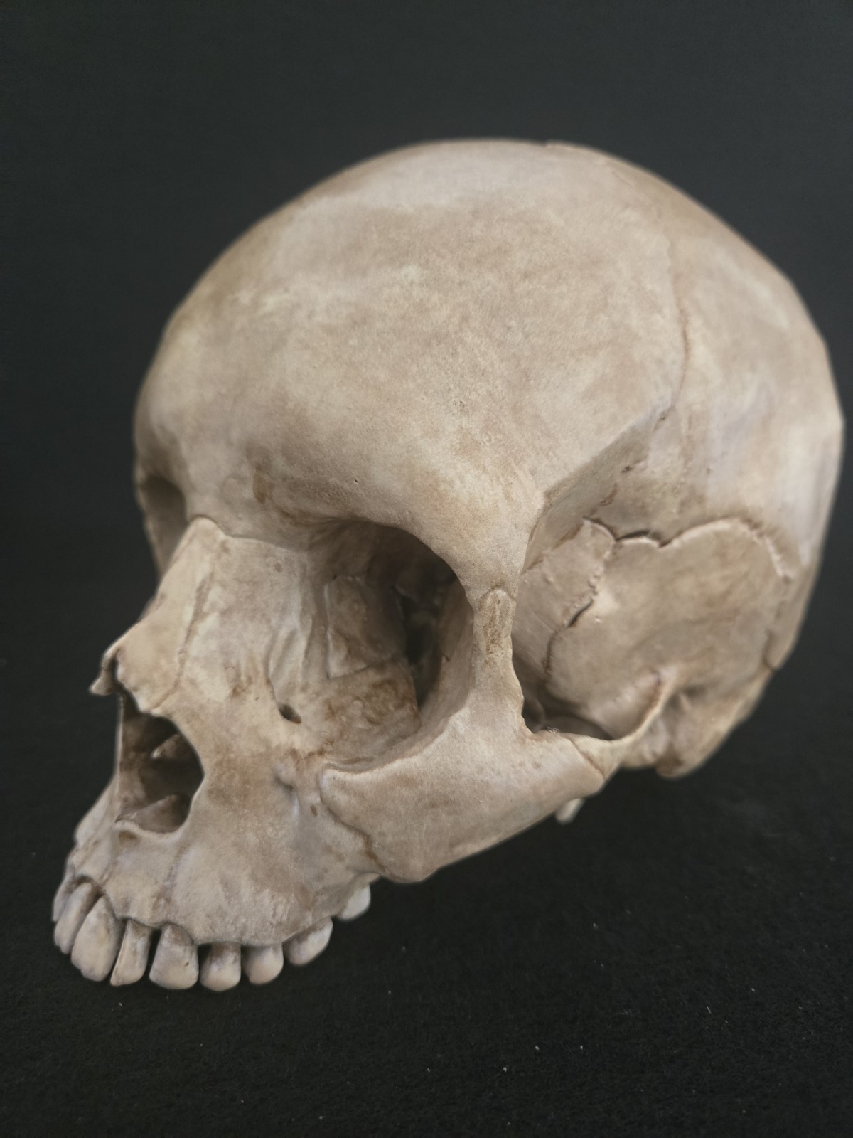 Skull Human Replica- Realistic Life Size- Momento Mori