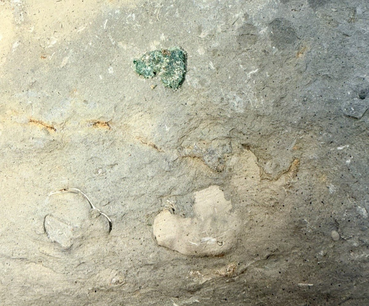 Large 31-lb Paleozoic Fossil Concretion w/Trilobite, Brachiopods, Gastropod poop