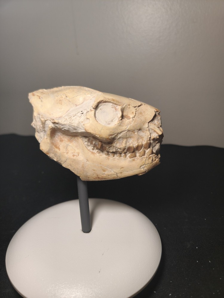 Oreodont Skull