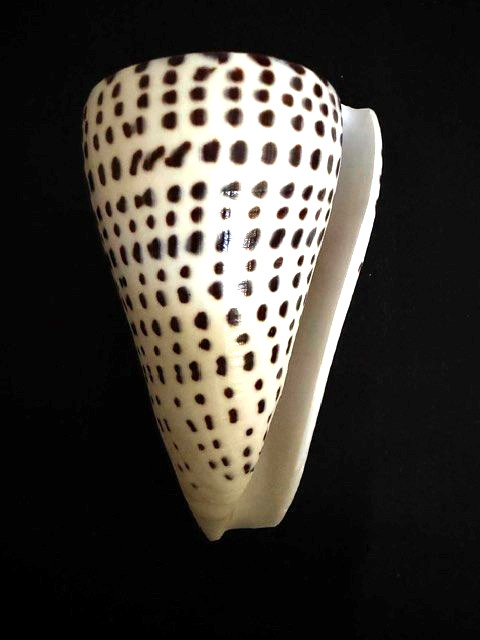 Conus Leopardus   XLarge99.5mm  Cone Shell Collector Specimen