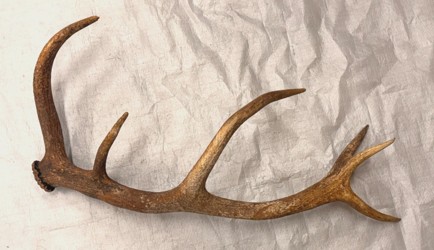 real stag antler shed crafts antlers decor rustic cabin wedding display prop