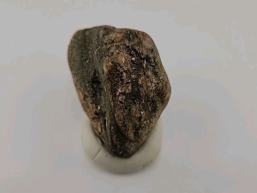 Real Permineralized Bird Egg Fossil