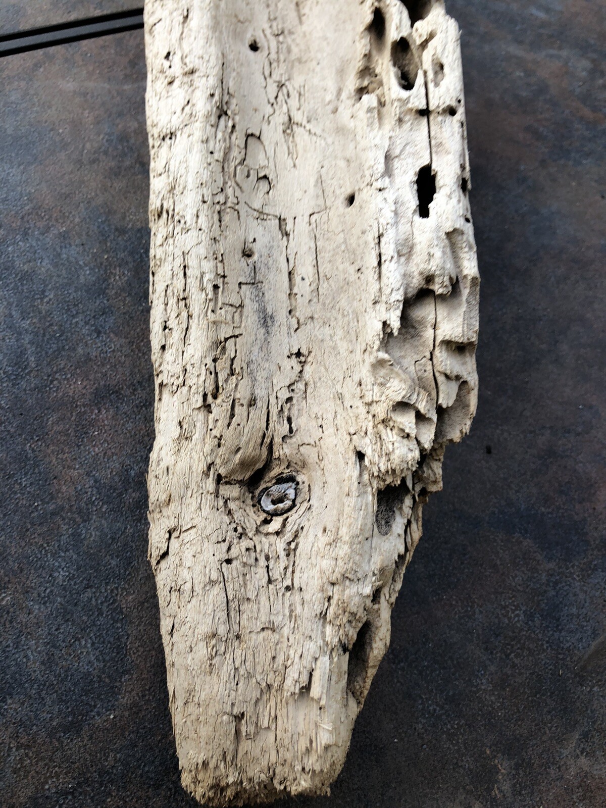Natural Driftwood for Plants Terrarium Taxidermy Art Projects