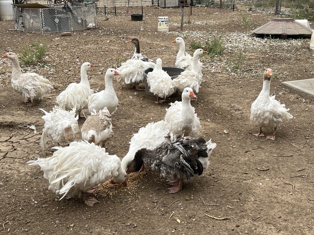 Sebastopol Goose Hatching Eggs