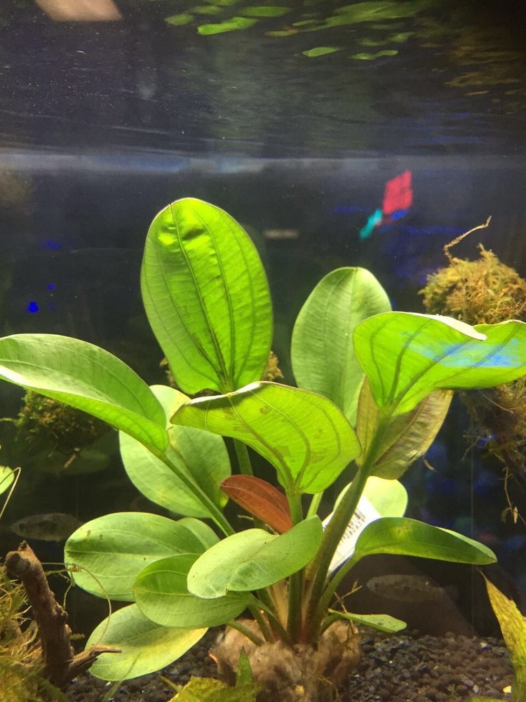 Amazon Sword Echinodorus (Red Pearl) Medium