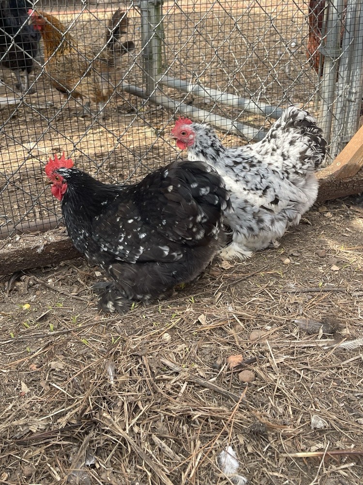 6 Eggs! Calico Cochin Bantam Eggs!