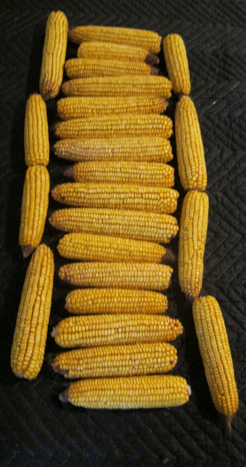 10LB (approx 24 ears) OF EAR CORN BIRDS-SQUIRRELS-OTHER WILDLIFE. FREE SHIPPING