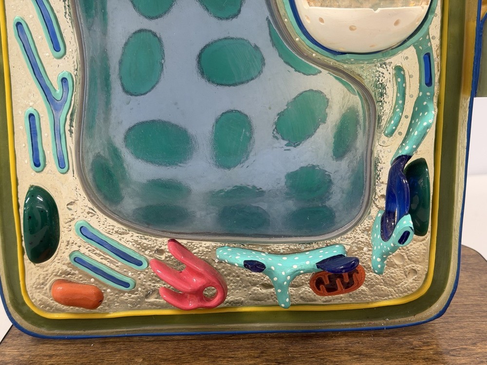 STACO Deluxe Plant Cell Model