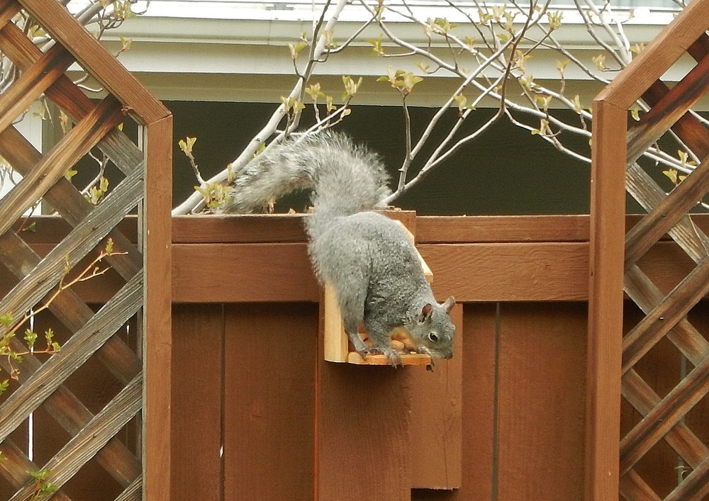 Cedar Squirrel Feeder Hand Made in U.S.A.