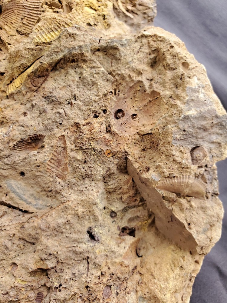 Trilobites, Corals, Crinoid, And Shell Fossils.