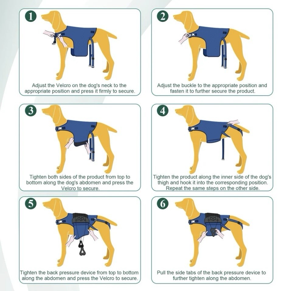 Haggemi Dog Back Brace Support-XL