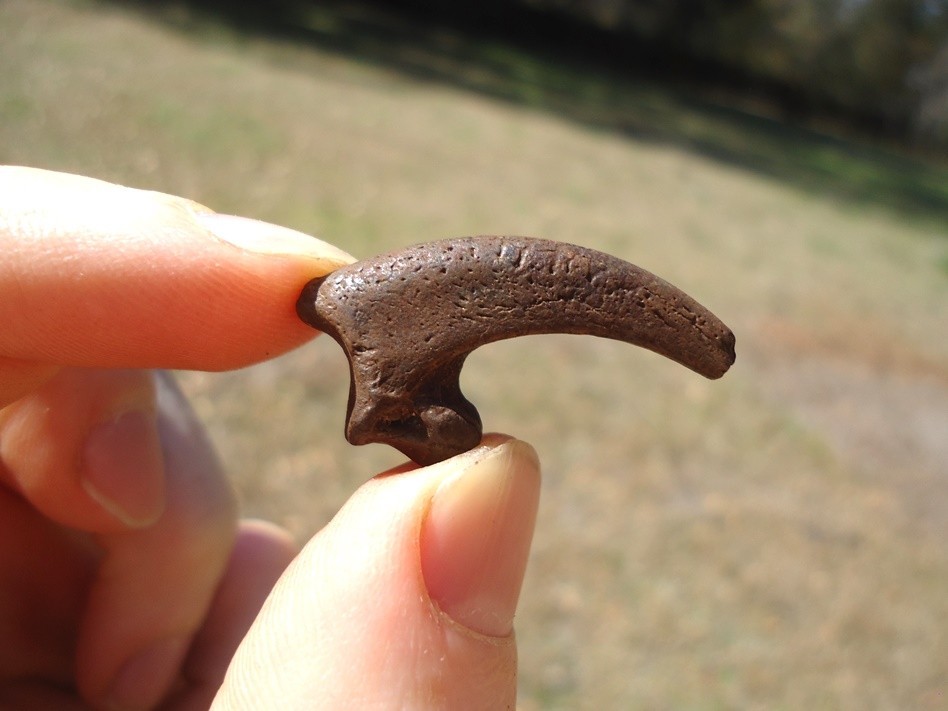 XL RAPTOR CLAW CORE FLORIDA FOSSILS ICE AGE EXTINCT TALON BONES SKELETON FL