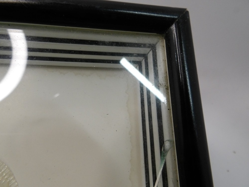 Shadow Box Frame Display Giant Cicada Real Specimen wall Mount Insect Winged