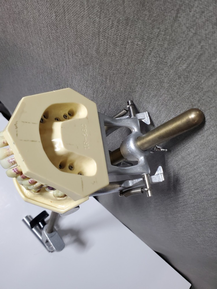 Mounted Dental Typodont Model And Mounting Pole