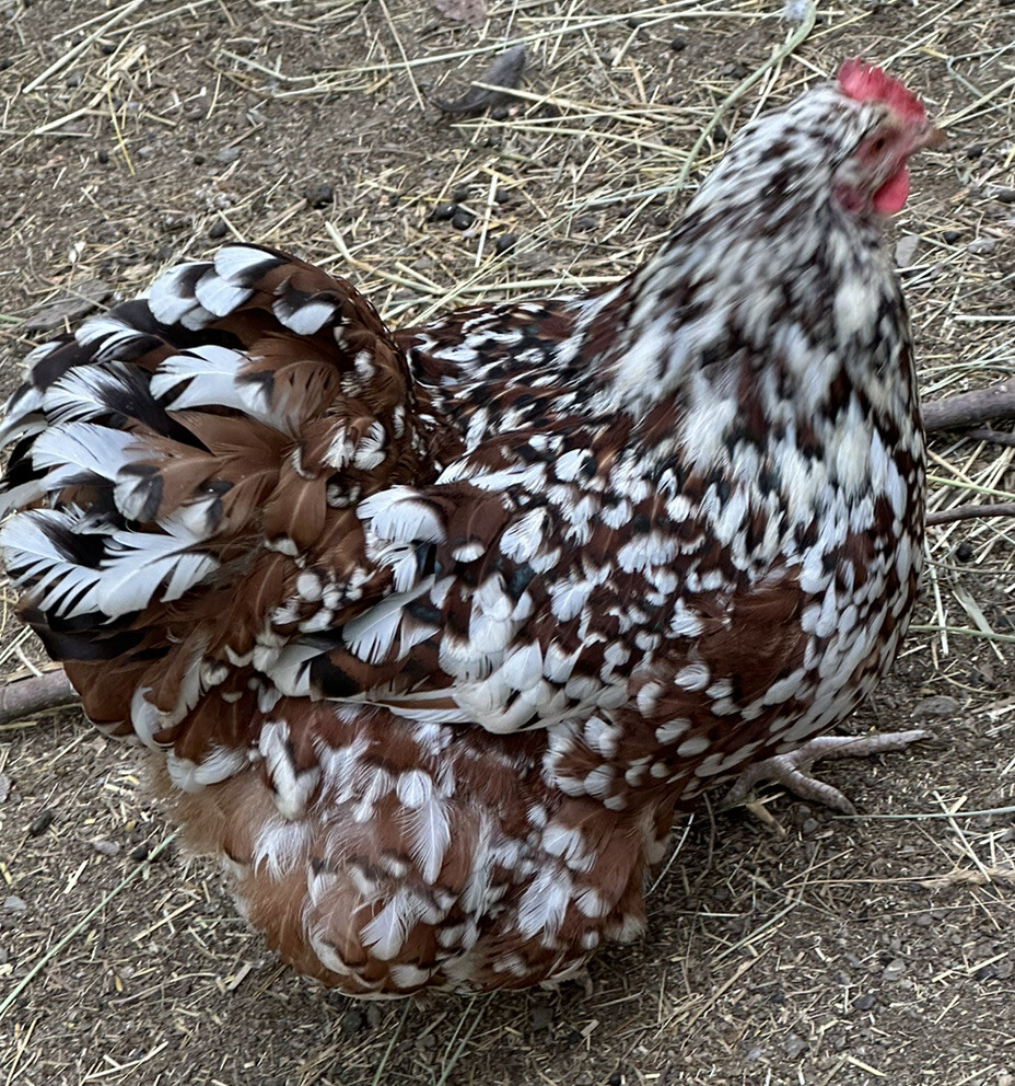 12+ Rare Breed Chicken Hatching Eggs Orpington, Brahma, Sweddish Flower