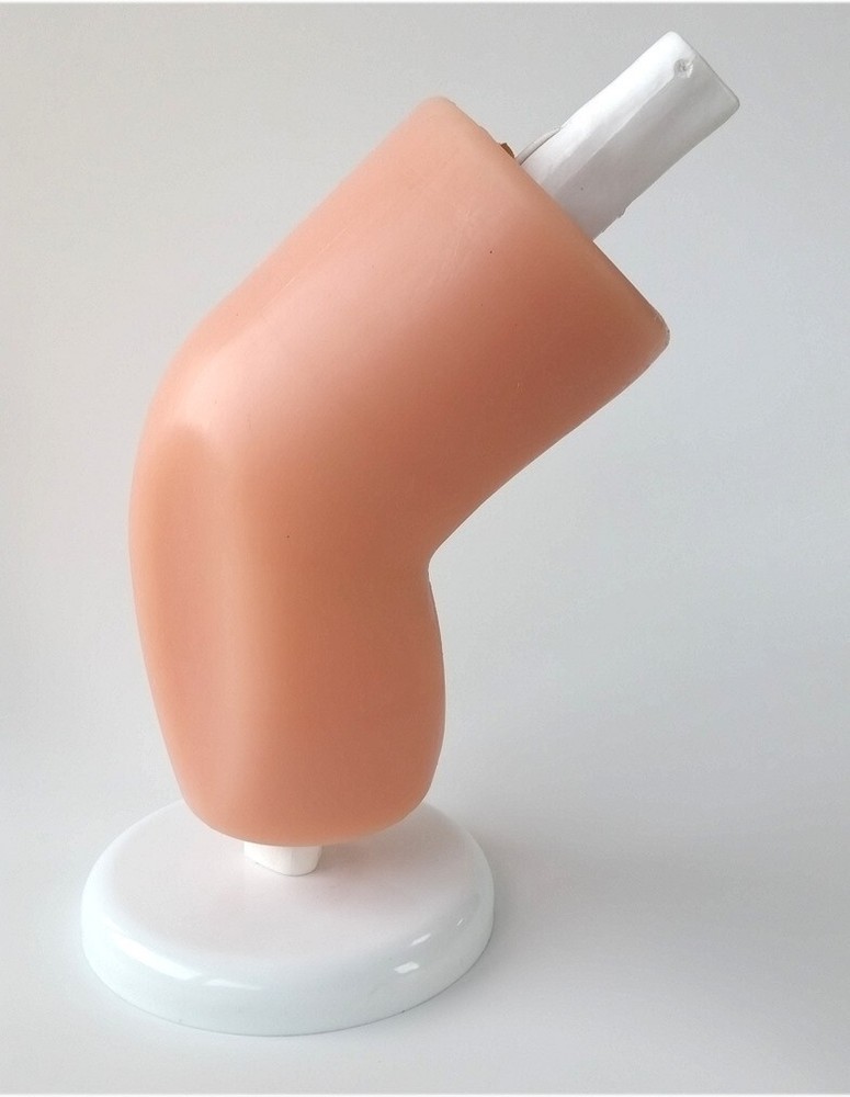 Knee Joint Model Arthroscopy Simulation Trainer Perfect for Medical Simulation