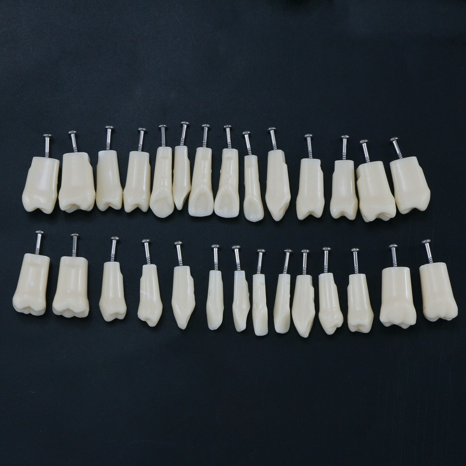 Dental Typodont Replacement Screw-in Teeth Model fit Kilgore NISSIN 200/500 Type