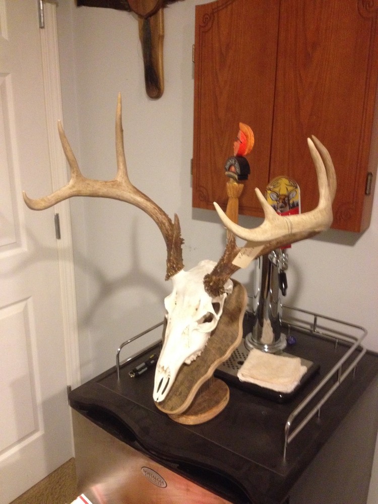 ELM EUROPEAN DEER PLAQUE / SKULL MOUNT KIT