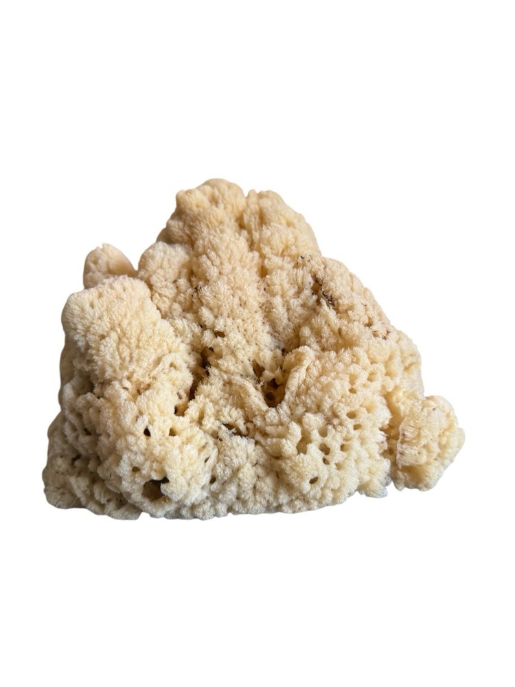 Sea Sponge From Florida Sponge Docks