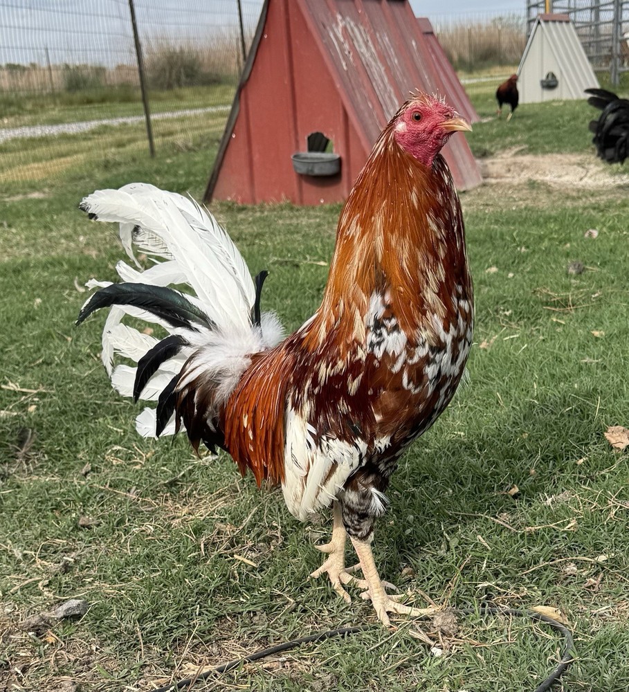 Chicken Hatching Egg