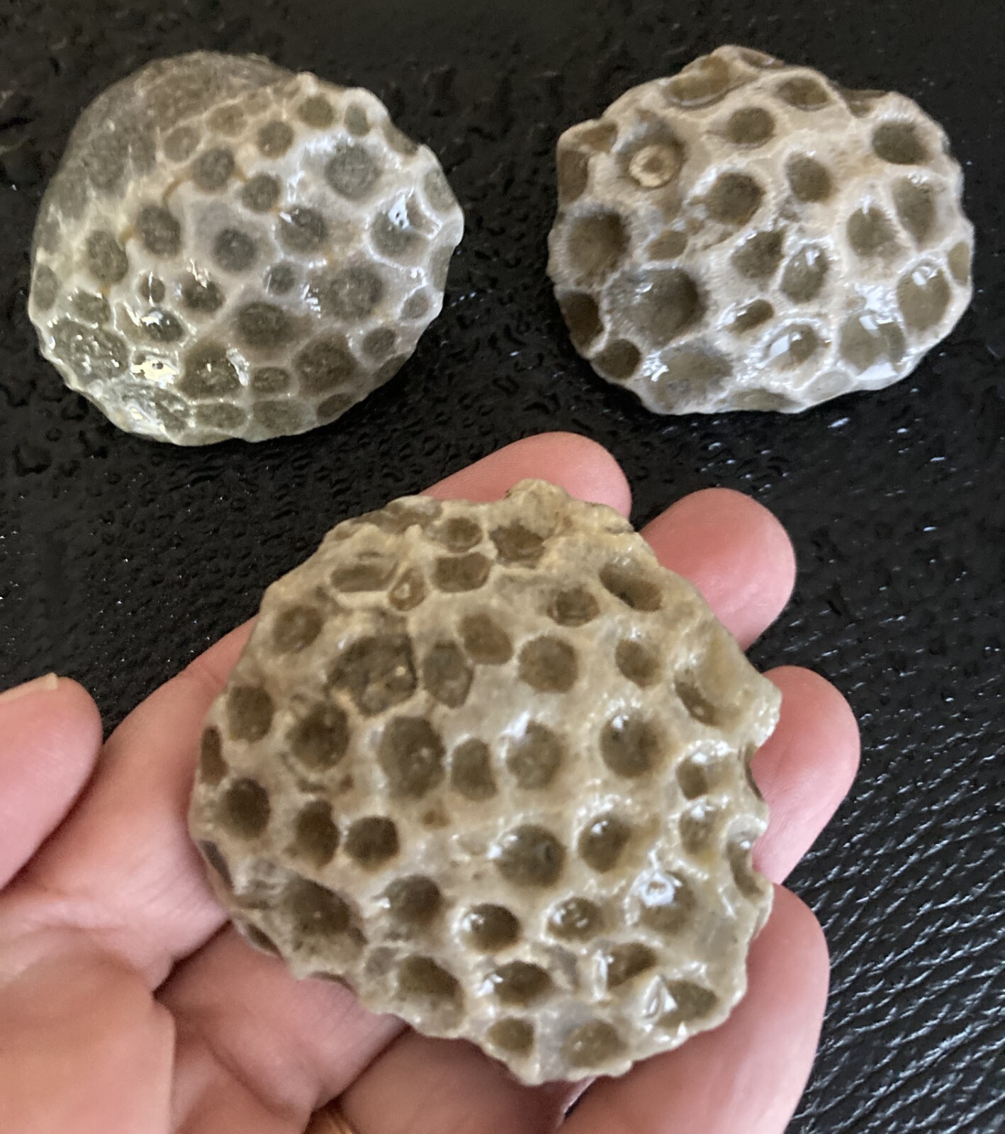 3pc Michigan Petoskey Stones Hexagonaria - Detailed Coral Head Fossil Specimens