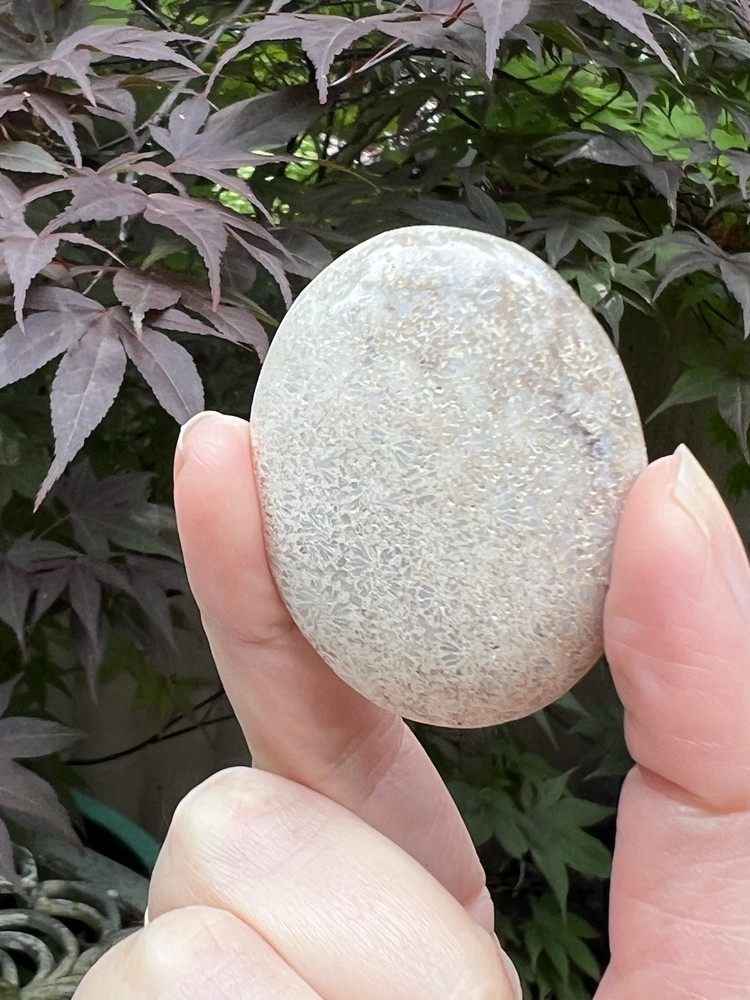 Fossilized Coral Crystal Palmstone AAA+ 38
