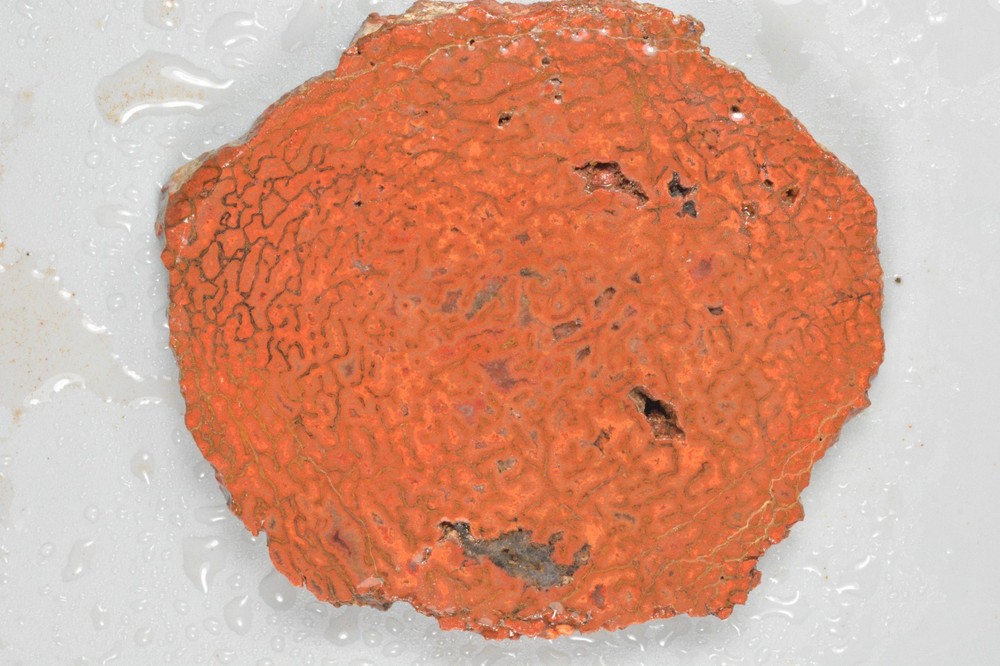 Orange Agatized Dinosaur Bone, New Mexico, 70 grams