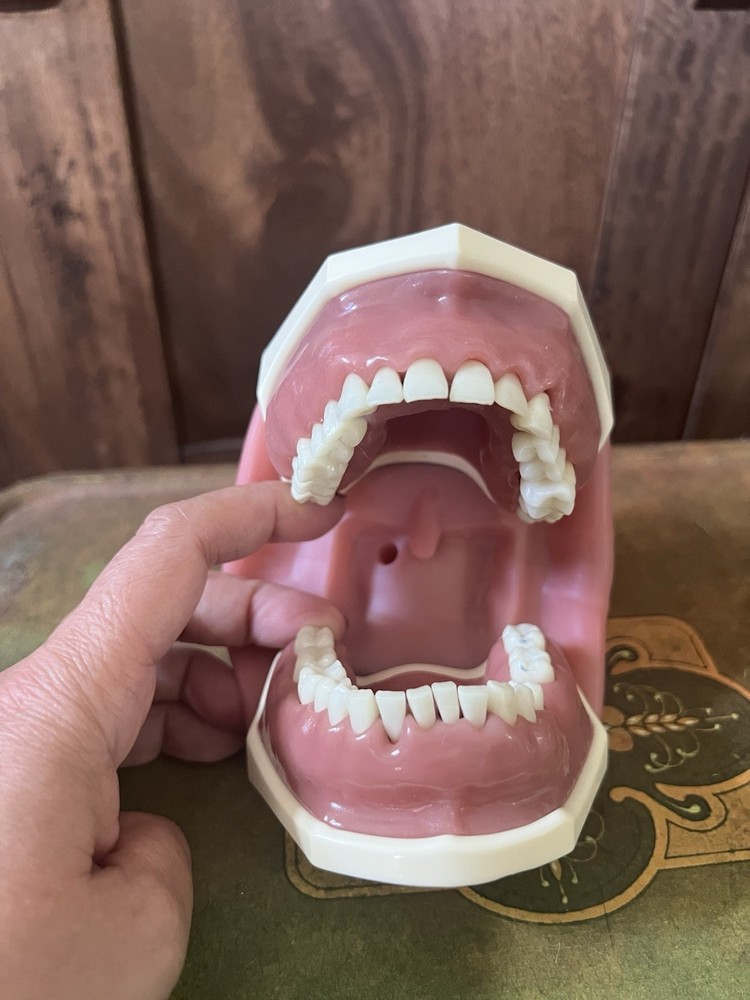 Dental Simulator Mannequin Head Teeth Model Teaching Practicing Head Mold desk