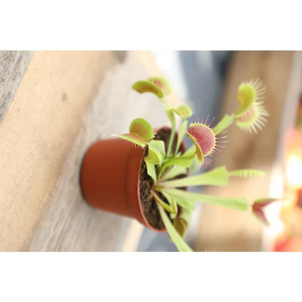 3 In. Venus Fly Trap