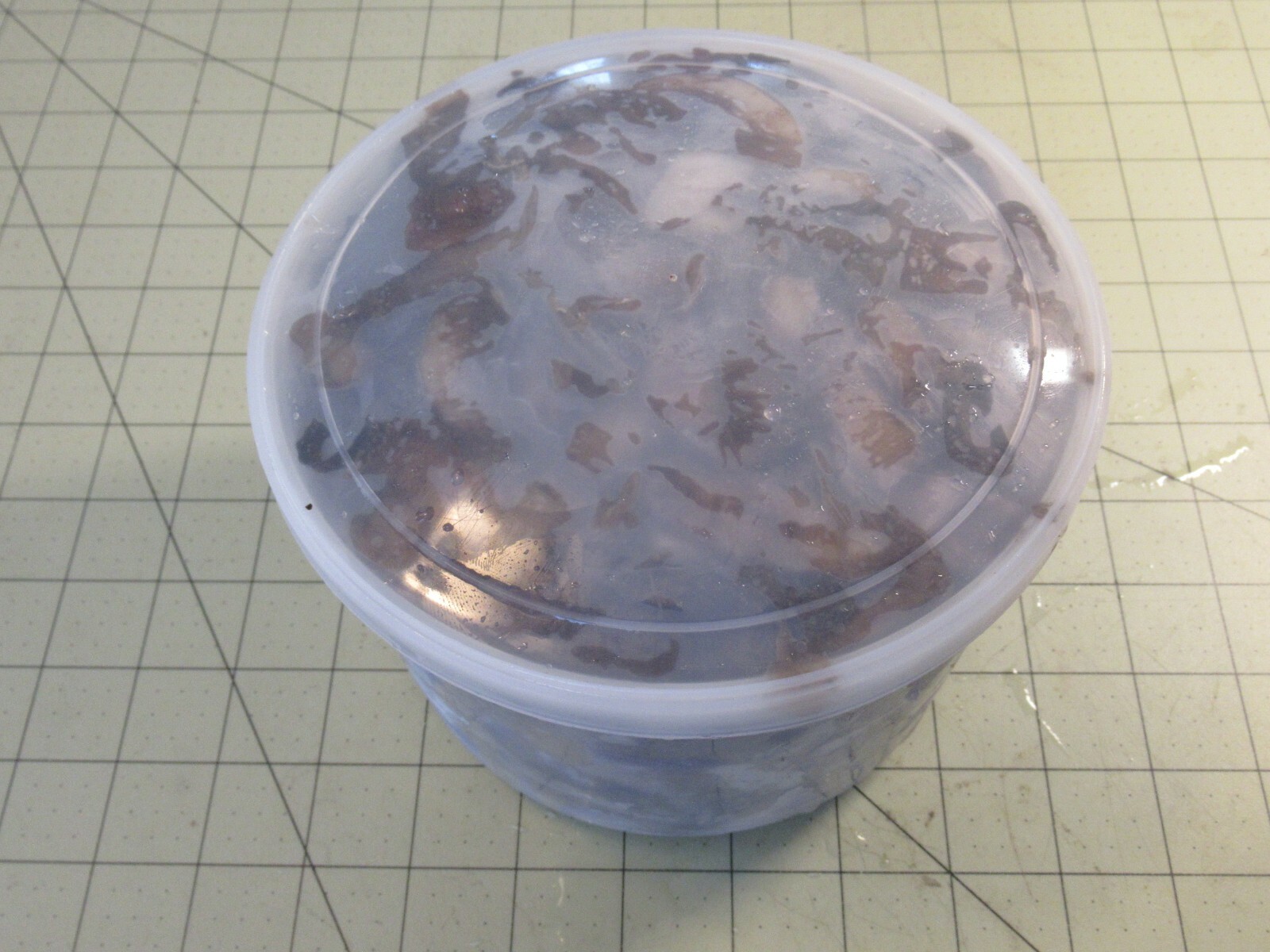 FROZEN BAIT CLAM NECKS SNOUTS PORGY SEA BASS CATFISH SCUP BULK 2 QT FISHING BAIT