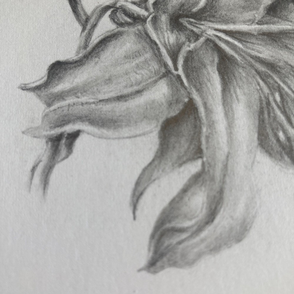 Original Artwork Botanical Flower Lily Graphite Pencil Drawing