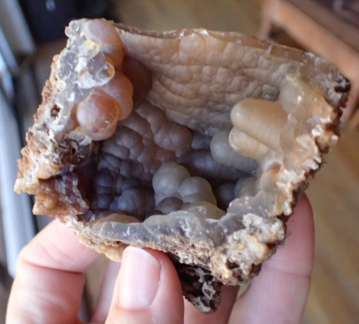 Botryoidal Fossil Coral Geode Fragment GA Agate Ocean Fluorescent Specimen WC8