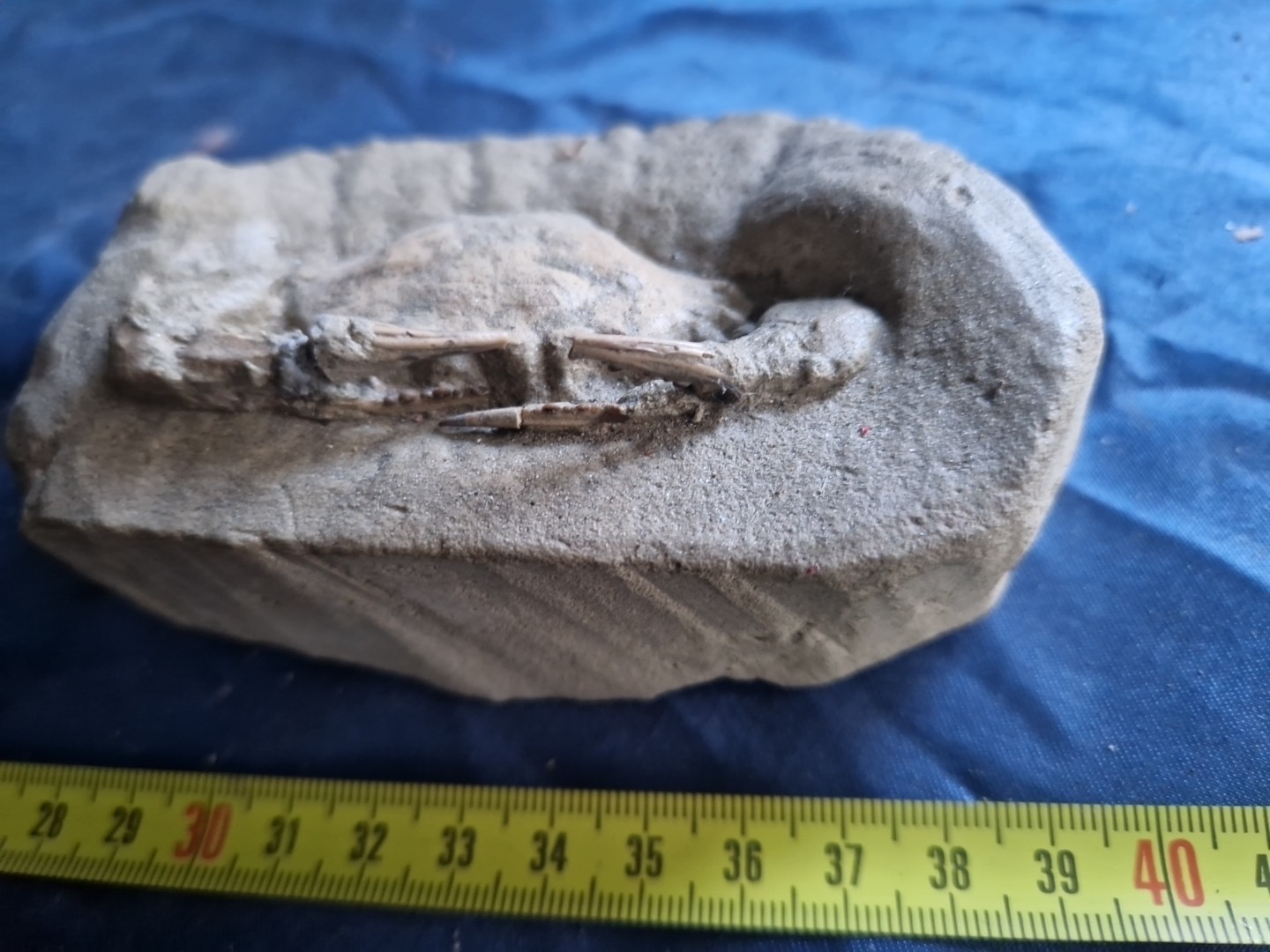 MASSIVE, LARGE, fossil CRAB from Java, Indonesia good details, great claws!