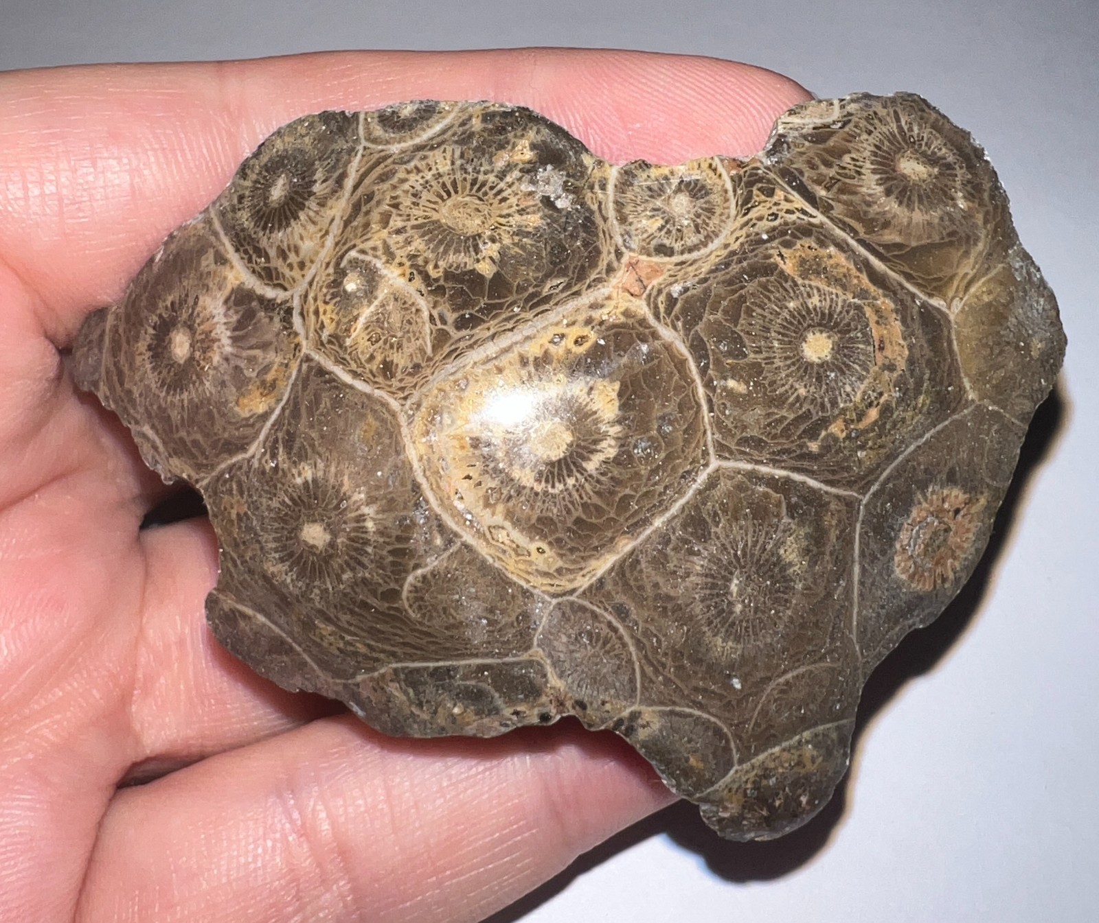 Moroccan Pre Dinosaur Fossil Polished Coral Lot 3 Inches One Per Order