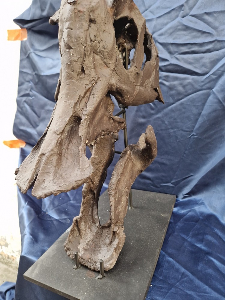Androsaurus Head Fossil