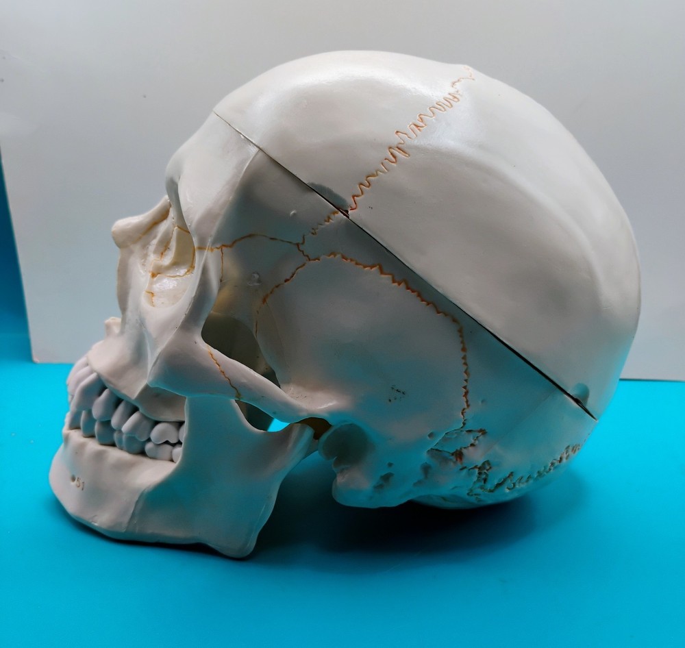 Human Skull Anatomical Model Moveable Jaw Numbered